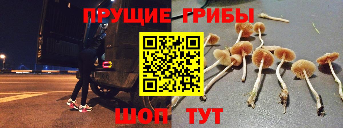 Галлюциногенные грибы Psilocybe Саки